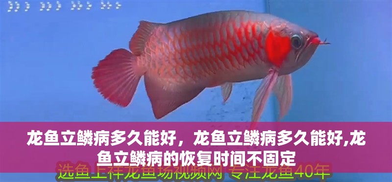 龍魚立鱗病多久能好，龍魚立鱗病多久能好,龍魚立鱗病的恢復(fù)時間不固定 龍魚立鱗病多久能好，龍魚立鱗病多久能好,龍魚立鱗病的恢復(fù)時間不固定 龍魚百科
