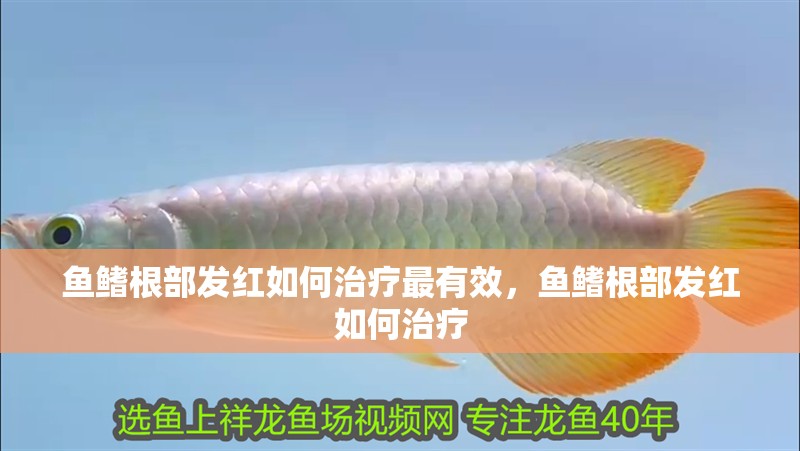 魚鰭根部發紅如何治療最有效，魚鰭根部發紅如何治療