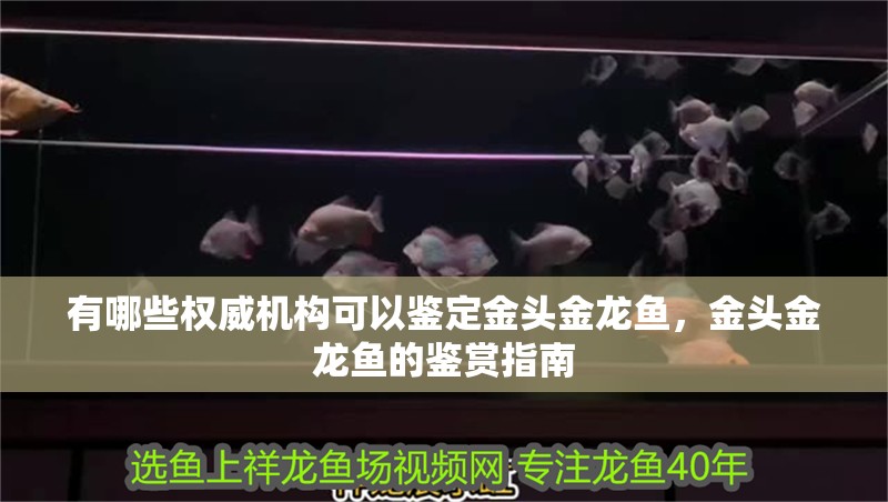 有哪些權威機構可以鑒定金頭金龍魚，金頭金龍魚的鑒賞指南