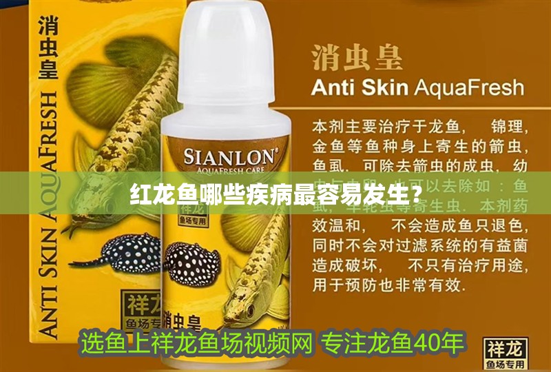 紅龍魚哪些疾病最容易發生？