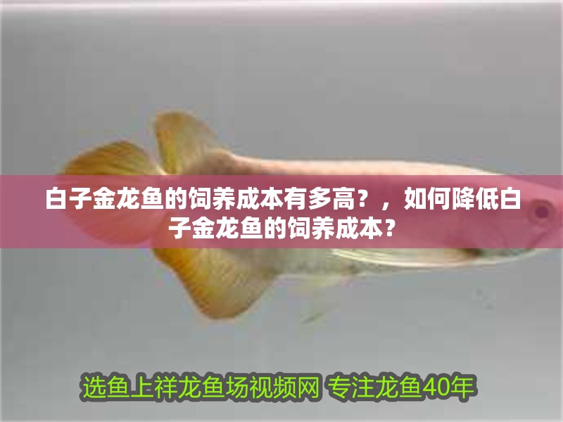 白子金龍魚的飼養成本有多高？，如何降低白子金龍魚的飼養成本？ 白子金龍魚的飼養成本有多高？，如何降低白子金龍魚的飼養成本？ 龍魚百科