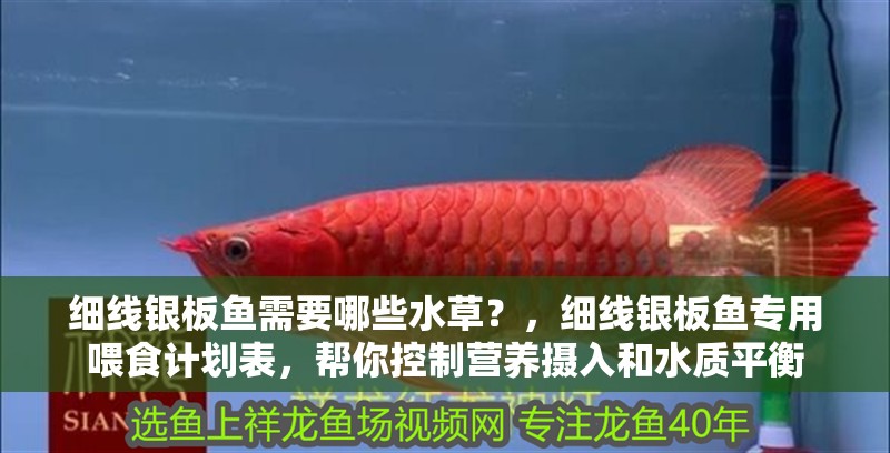 給大魚缸換水的作文:體驗給大魚缸換水的樂趣:體驗給大魚缸換水:給大魚缸換水的作文 細線銀板魚需要哪些水草?,細線銀板魚專用喂食計劃表,幫你控制營養攝入和水質平衡 龍魚百科 細線銀板魚需要哪些水草?,細線銀板魚專用喂食計劃表,幫你控制營養攝入和水質平衡 細線銀板魚需要哪些水草?,細線銀板魚專用喂食計劃表,幫你控制營養攝入和水質平衡 龍魚百科