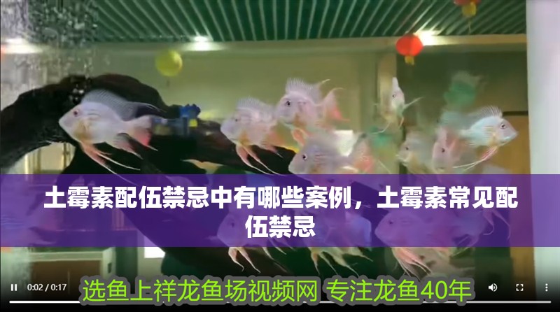 紅龍魚用黃燈烤有用嗎 土霉素配伍禁忌中有哪些案例,土霉素常見配伍禁忌 龍魚百科 土霉素配伍禁忌中有哪些案例,土霉素常見配伍禁忌 土霉素配伍禁忌中有哪些案例,土霉素常見配伍禁忌 龍魚百科