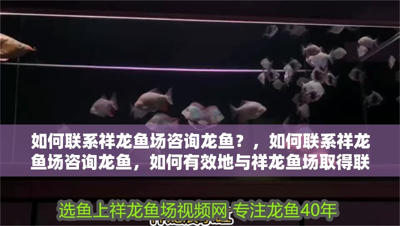 如何聯(lián)系祥龍魚場(chǎng)咨詢龍魚？，如何聯(lián)系祥龍魚場(chǎng)咨詢龍魚，如何有效地與祥龍魚場(chǎng)取得聯(lián)系