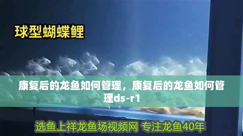康復后的龍魚如何管理，康復后的龍魚如何管理ds-r1 康復后的龍魚如何管理，康復后的龍魚如何管理ds-r1 龍魚百科