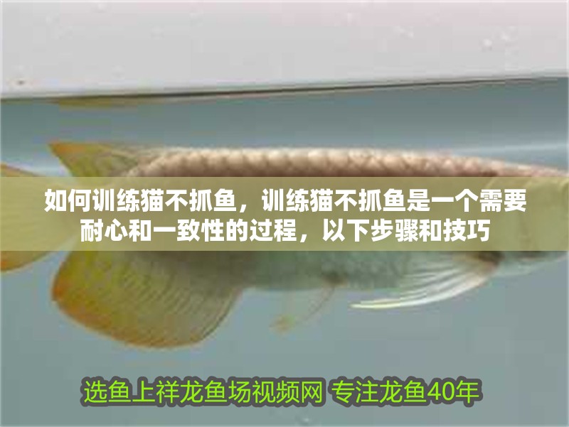 如何訓(xùn)練貓不抓魚，訓(xùn)練貓不抓魚是一個(gè)需要耐心和一致性的過程，以下步驟和技巧