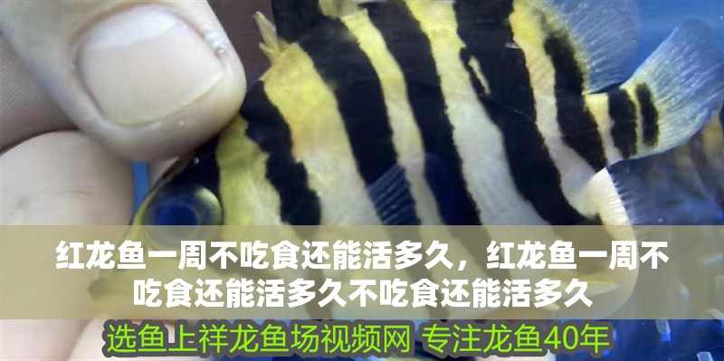 紅龍魚一周不吃食還能活多久，紅龍魚一周不吃食還能活多久不吃食還能活多久