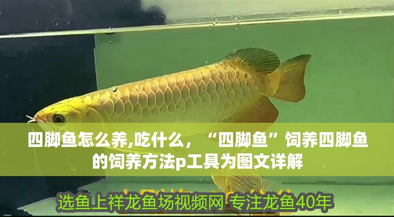 四腳魚怎么養,吃什么，“四腳魚”飼養四腳魚的飼養方法p工具為圖文詳解