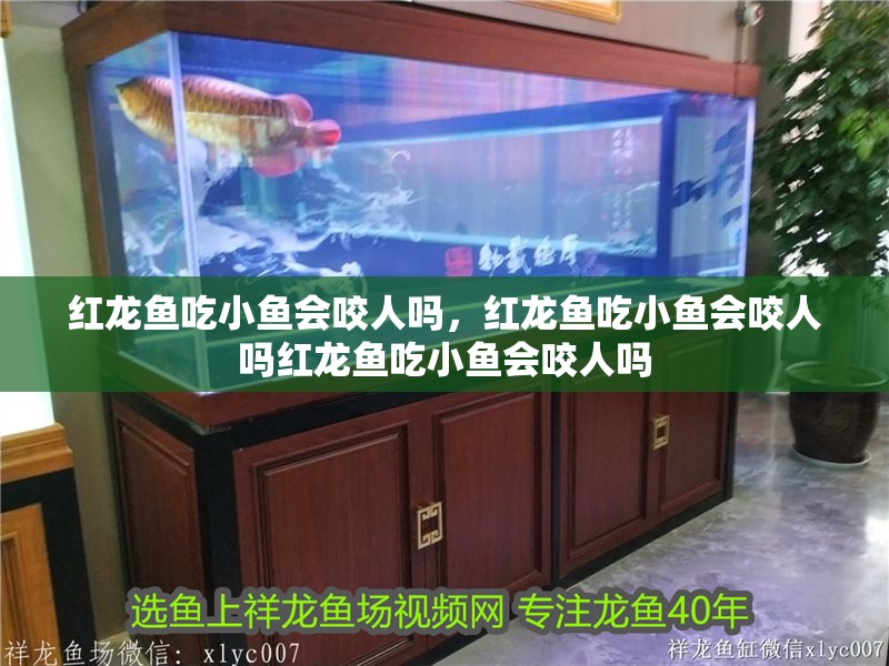 紅龍魚吃小魚會咬人嗎，紅龍魚吃小魚會咬人嗎紅龍魚吃小魚會咬人嗎