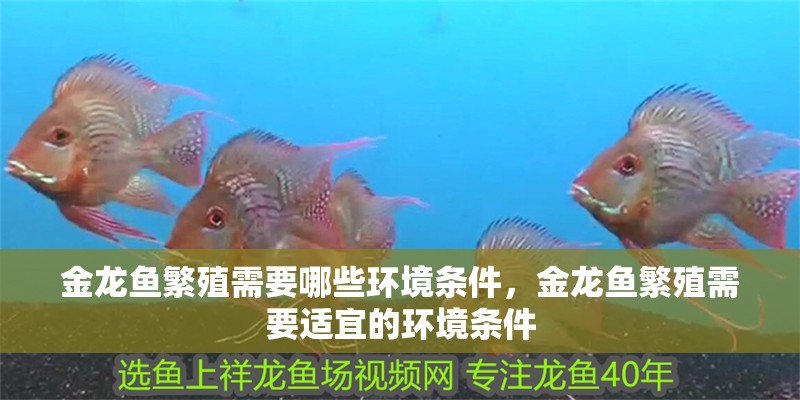 金龍魚繁殖需要哪些環境條件，金龍魚繁殖需要適宜的環境條件