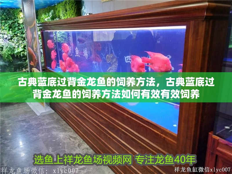 古典藍底過背金龍魚的飼養(yǎng)方法，古典藍底過背金龍魚的飼養(yǎng)方法如何有效有效飼養(yǎng)