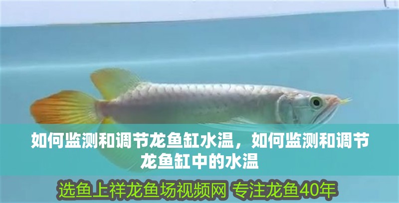 如何監測和調節龍魚缸水溫，如何監測和調節龍魚缸中的水溫