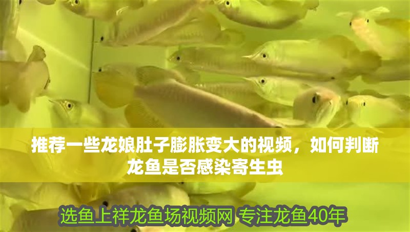 推薦一些龍娘肚子膨脹變大的視頻，如何判斷龍魚是否感染寄生蟲
