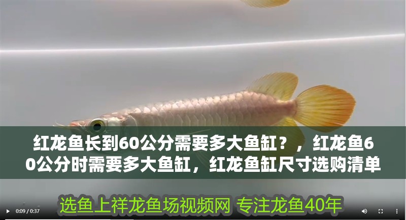 紅龍魚長到60公分需要多大魚缸？，紅龍魚60公分時需要多大魚缸，紅龍魚缸尺寸選購清單