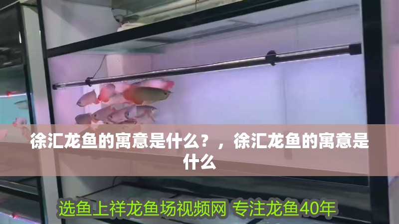 徐匯龍魚的寓意是什么？，徐匯龍魚的寓意是什么