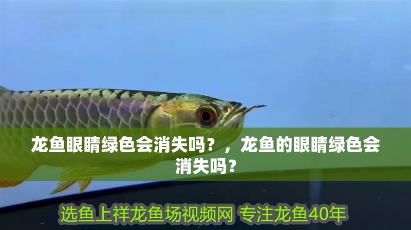 龍魚眼睛綠色會(huì)消失嗎？，龍魚的眼睛綠色會(huì)消失嗎？