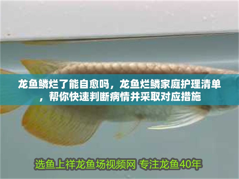 龍魚鱗爛了能自愈嗎，龍魚爛鱗家庭護(hù)理清單，幫你快速判斷病情并采取對(duì)應(yīng)措施