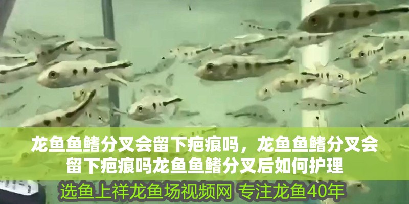 龍魚魚鰭分叉會留下疤痕嗎，龍魚魚鰭分叉會留下疤痕嗎龍魚魚鰭分叉后如何護理