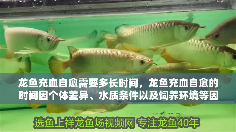 龍魚充血自愈需要多長時間，龍魚充血自愈的時間因個體差異、水質(zhì)條件以及飼養(yǎng)環(huán)境等因素而異 龍魚充血自愈需要多長時間，龍魚充血自愈的時間因個體差異、水質(zhì)條件以及飼養(yǎng)環(huán)境等因素而異 龍魚百科