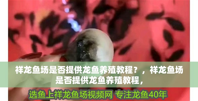 祥龍魚場是否提供龍魚養殖教程？，祥龍魚場是否提供龍魚養殖教程， 祥龍魚場是否提供龍魚養殖教程？，祥龍魚場是否提供龍魚養殖教程， 龍魚百科