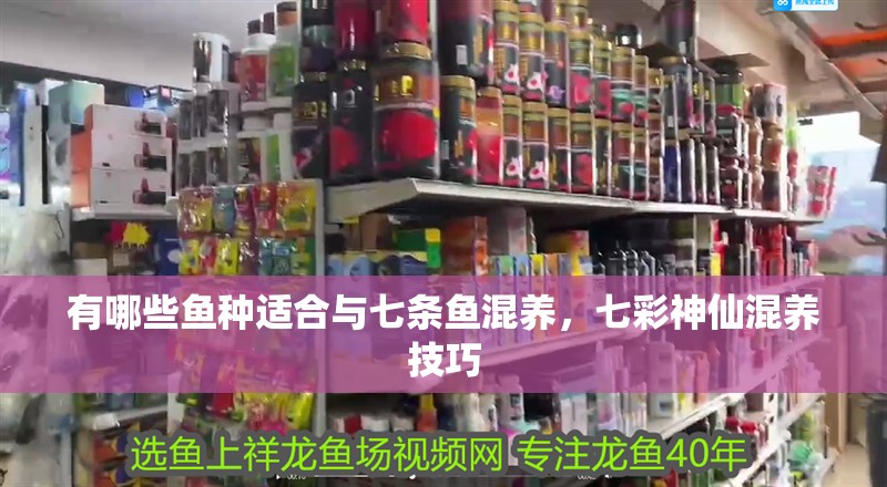 有哪些魚種適合與七條魚混養(yǎng)，七彩神仙混養(yǎng)技巧