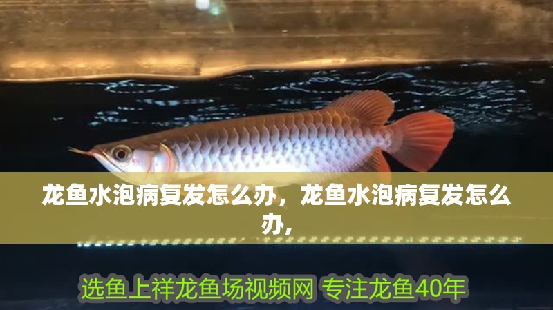 龍魚水泡病復發怎么辦，龍魚水泡病復發怎么辦, 龍魚水泡病復發怎么辦，龍魚水泡病復發怎么辦, 龍魚百科