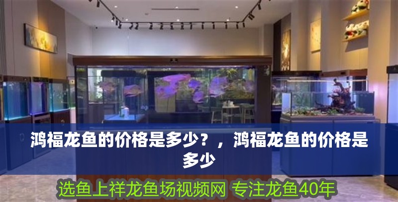 鴻福龍魚的價格是多少？，鴻福龍魚的價格是多少