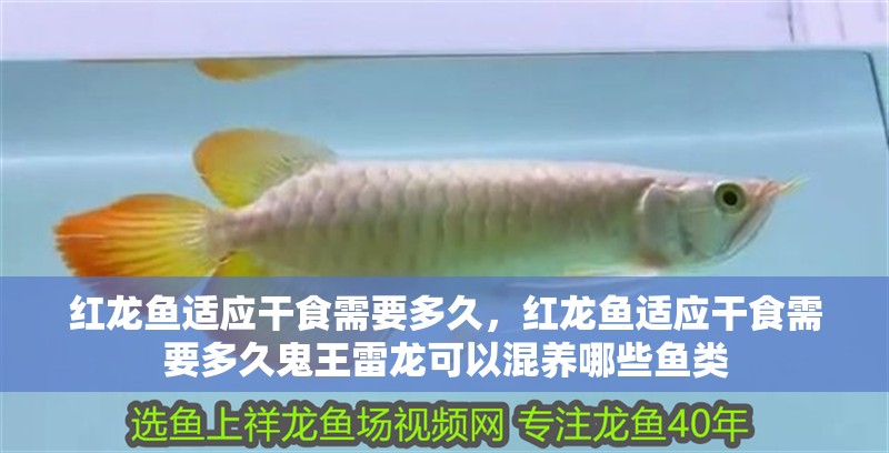 紅龍魚適應干食需要多久，紅龍魚適應干食需要多久鬼王雷龍可以混養哪些魚類