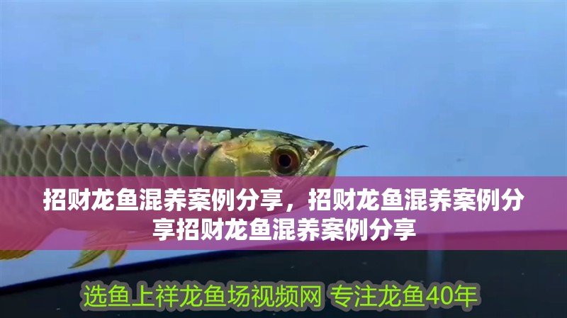 招財龍魚混養案例分享，招財龍魚混養案例分享招財龍魚混養案例分享 招財龍魚混養案例分享，招財龍魚混養案例分享招財龍魚混養案例分享 龍魚百科
