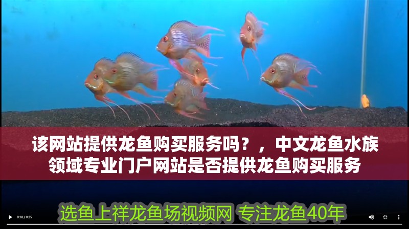 該網站提供龍魚購買服務嗎？，中文龍魚水族領域專業門戶網站是否提供龍魚購買服務