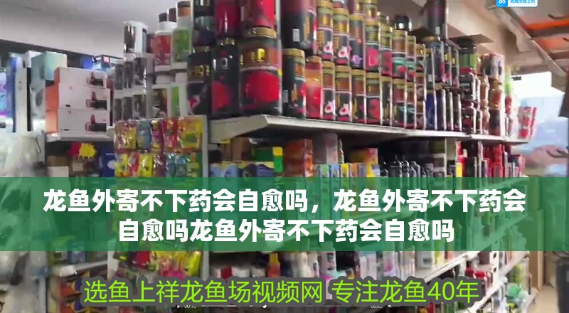 龍魚外寄不下藥會自愈嗎，龍魚外寄不下藥會自愈嗎龍魚外寄不下藥會自愈嗎