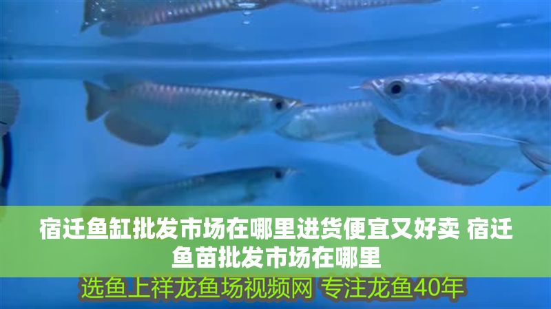 宿遷魚缸批發(fā)市場在哪里進(jìn)貨便宜又好賣 宿遷魚苗批發(fā)市場在哪里