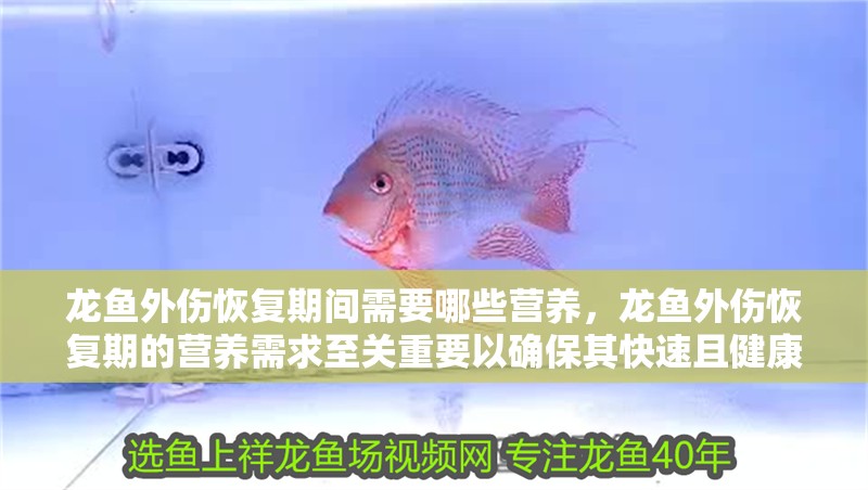 龍魚外傷恢復(fù)期間需要哪些營養(yǎng)，龍魚外傷恢復(fù)期的營養(yǎng)需求至關(guān)重要以確保其快速且健康地康復(fù)