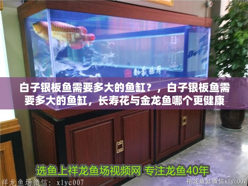 白子銀板魚需要多大的魚缸？，白子銀板魚需要多大的魚缸，長壽花與金龍魚哪個更健康