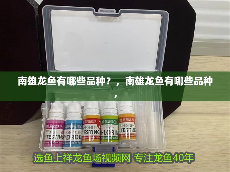 南雄龍魚有哪些品種？，南雄龍魚有哪些品種， 南雄龍魚有哪些品種？，南雄龍魚有哪些品種， 龍魚百科