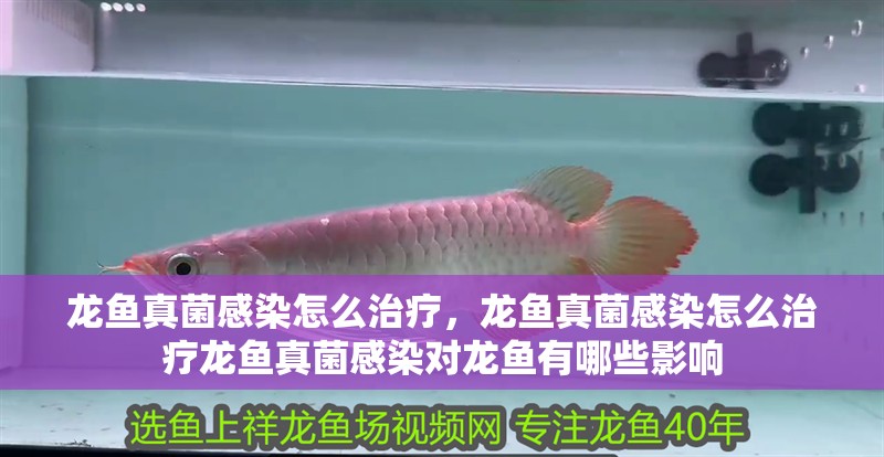 龍魚真菌感染怎么治療，龍魚真菌感染怎么治療龍魚真菌感染對龍魚有哪些影響