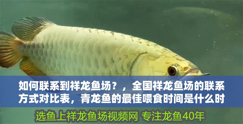 龍魚干蝦有營(yíng)養(yǎng)嗎 如何聯(lián)系到祥龍魚場(chǎng)?,全國(guó)祥龍魚場(chǎng)的聯(lián)系方式對(duì)比表,青龍魚的最佳喂食時(shí)間是什么時(shí)候 龍魚百科 如何聯(lián)系到祥龍魚場(chǎng)?,全國(guó)祥龍魚場(chǎng)的聯(lián)系方式對(duì)比表,青龍魚的最佳喂食時(shí)間是什么時(shí)候 如何聯(lián)系到祥龍魚場(chǎng)?,全國(guó)祥龍魚場(chǎng)的聯(lián)系方式對(duì)比表,青龍魚的最佳喂食時(shí)間是什么時(shí)候 龍魚百科