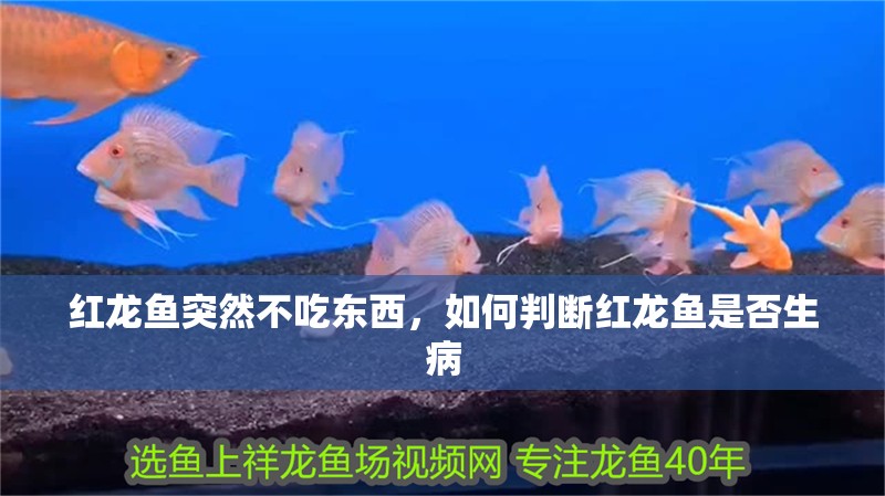 紅龍魚突然不吃東西，如何判斷紅龍魚是否生病