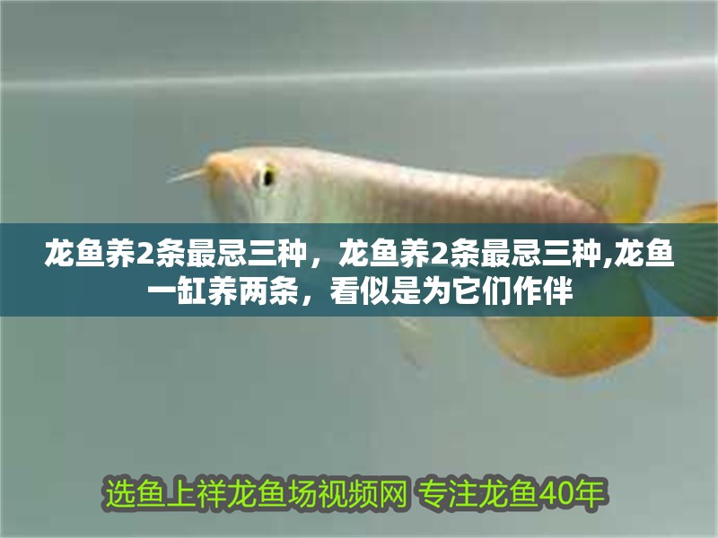 龍魚養2條最忌三種，龍魚養2條最忌三種,龍魚一缸養兩條，看似是為它們作伴
