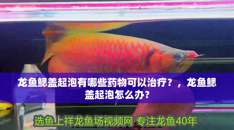龍魚鰓蓋起泡有哪些藥物可以治療？，龍魚鰓蓋起泡怎么辦？
