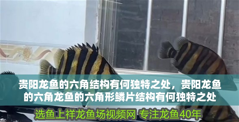 貴陽龍魚的六角結構有何獨特之處，貴陽龍魚的六角龍魚的六角形鱗片結構有何獨特之處 貴陽龍魚的六角結構有何獨特之處，貴陽龍魚的六角龍魚的六角形鱗片結構有何獨特之處 龍魚百科