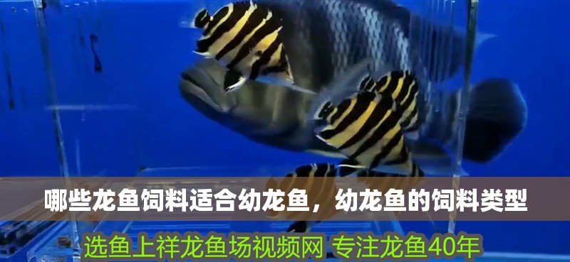 哪些龍魚飼料適合幼龍魚，幼龍魚的飼料類型