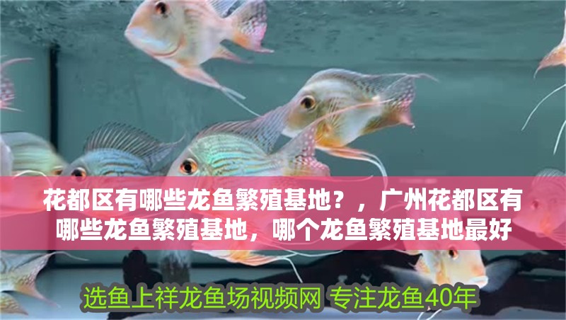 鸚鵡魚(yú)和銀龍魚(yú)混養(yǎng)怎樣喂食 花都區(qū)有哪些龍魚(yú)繁殖基地?,廣州花都區(qū)有哪些龍魚(yú)繁殖基地,哪個(gè)龍魚(yú)繁殖基地最好 龍魚(yú)百科 花都區(qū)有哪些龍魚(yú)繁殖基地?,廣州花都區(qū)有哪些龍魚(yú)繁殖基地,哪個(gè)龍魚(yú)繁殖基地最好 花都區(qū)有哪些龍魚(yú)繁殖基地?,廣州花都區(qū)有哪些龍魚(yú)繁殖基地,哪個(gè)龍魚(yú)繁殖基地最好 龍魚(yú)百科