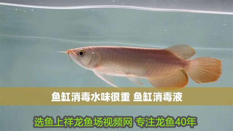 魚缸消毒水味很重 魚缸消毒液