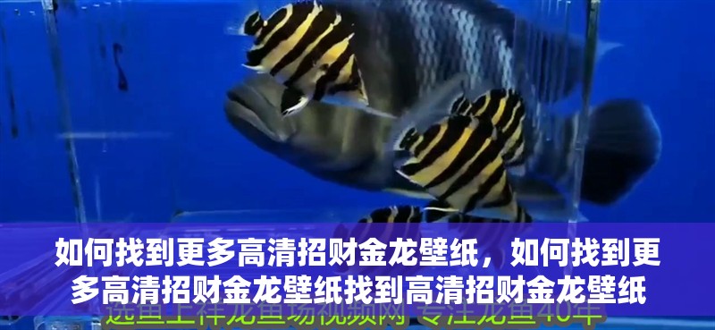 魚缸用增氧泵價格是多少:魚缸增氧機-xtrac增氧機-xtrac增氧機 如何找到更多高清招財金龍壁紙,如何找到更多高清招財金龍壁紙找到高清招財金龍壁紙 龍魚百科 如何找到更多高清招財金龍壁紙,如何找到更多高清招財金龍壁紙找到高清招財金龍壁紙 如何找到更多高清招財金龍壁紙,如何找到更多高清招財金龍壁紙找到高清招財金龍壁紙 龍魚百科