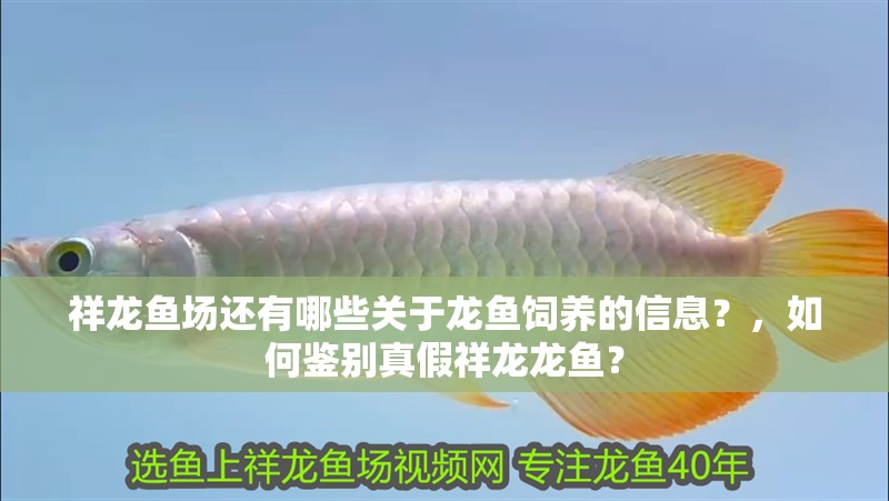 祥龍魚場還有哪些關于龍魚飼養的信息？，如何鑒別真假祥龍龍魚？