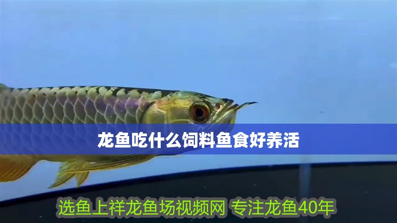 龍魚吃什么飼料魚食好養活