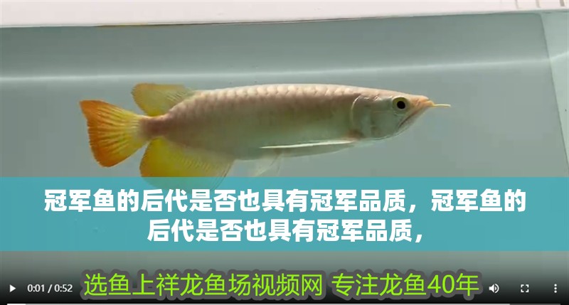 冠軍魚的后代是否也具有冠軍品質(zhì)，冠軍魚的后代是否也具有冠軍品質(zhì)，