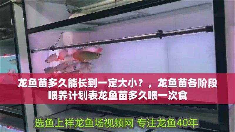 龍魚苗多久能長到一定大小？，龍魚苗各階段喂養計劃表龍魚苗多久喂一次食 龍魚苗多久能長到一定大小？，龍魚苗各階段喂養計劃表龍魚苗多久喂一次食 龍魚百科