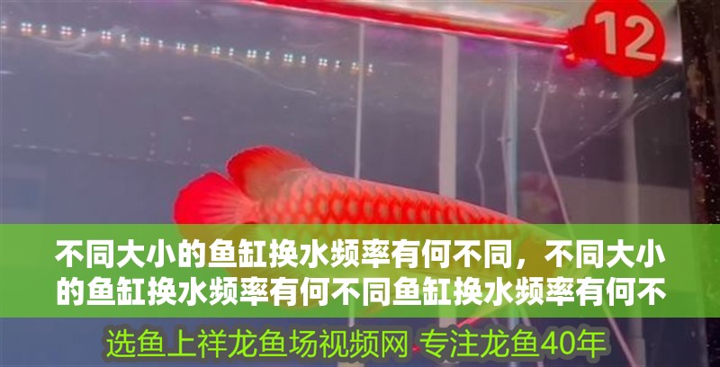不同大小的魚缸換水頻率有何不同，不同大小的魚缸換水頻率有何不同魚缸換水頻率有何不同